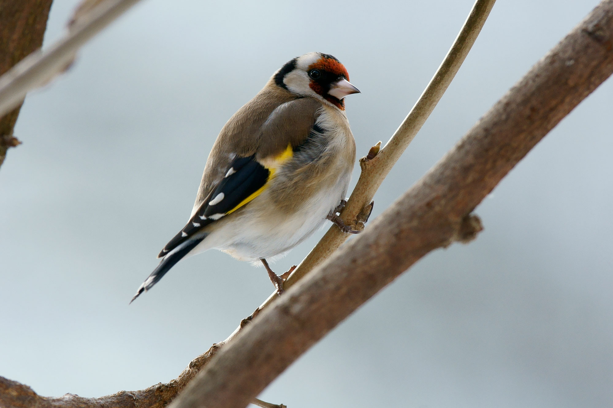 Stieglitz oder Distelfink LBV Gemeinsam Bayerns Natur schützen